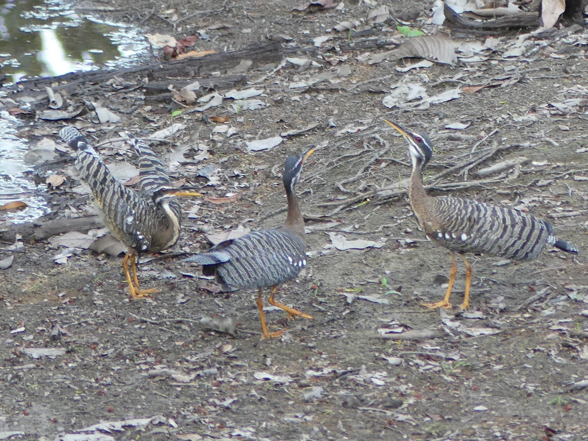 Sunbittern - ML616820087