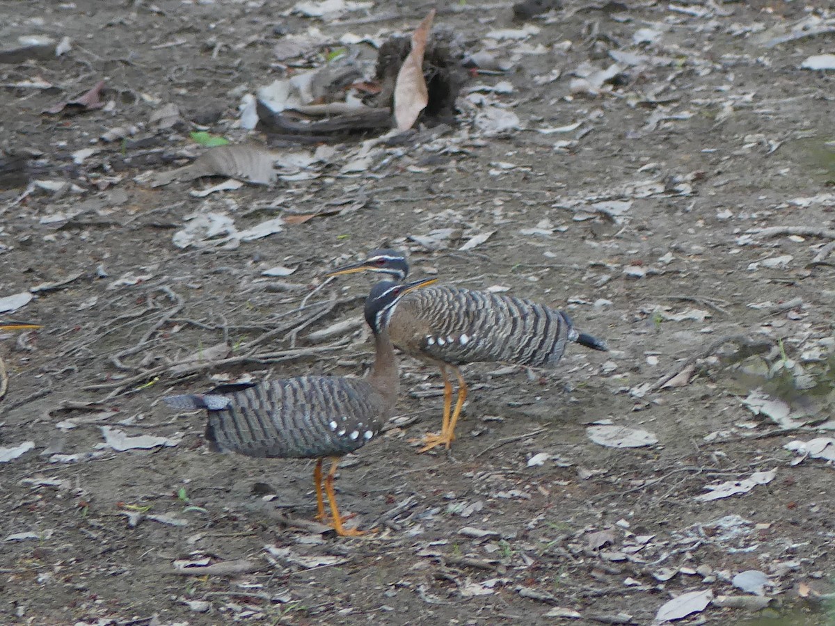 Sunbittern - Robin Duska