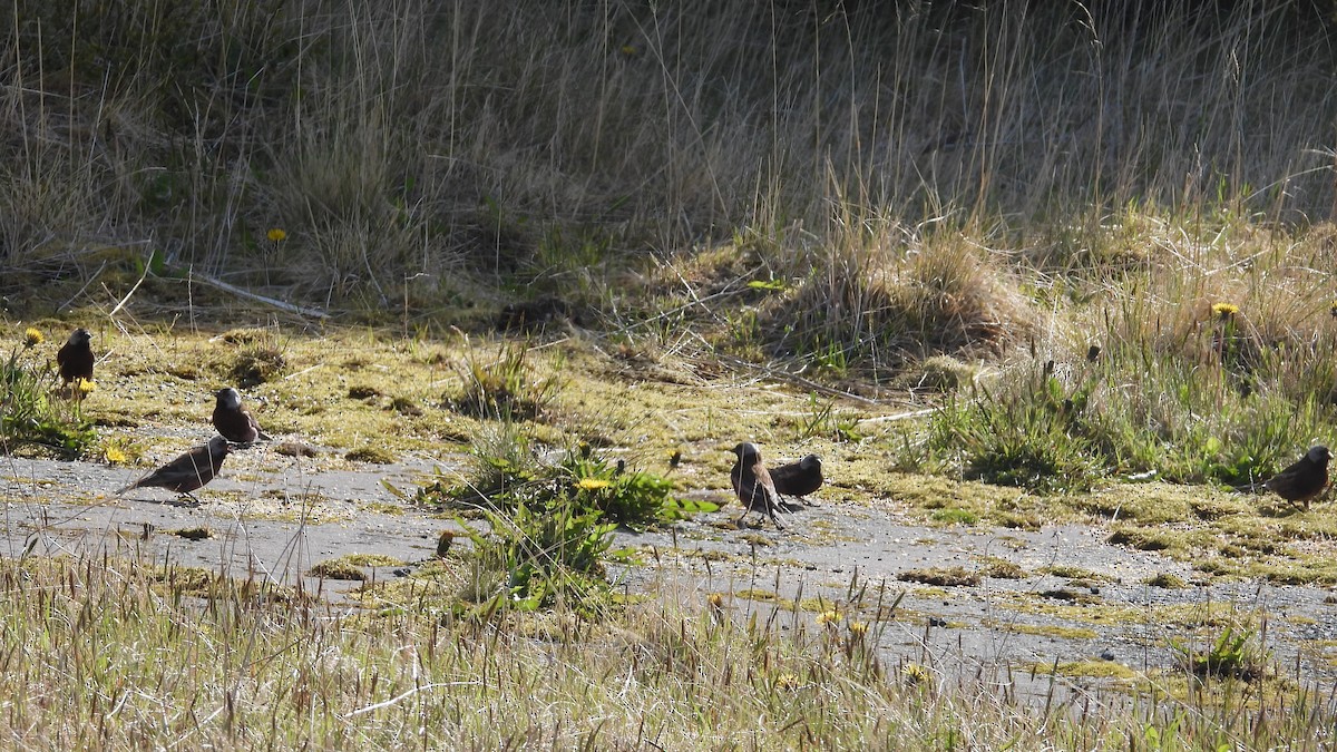 Gray-crowned Rosy-Finch (Aleutian and Kodiak Is.) - ML616820092