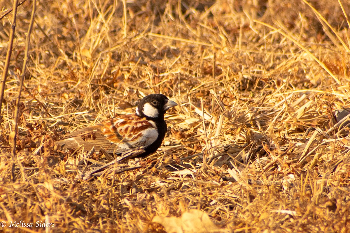 Chestnut-backed Sparrow-Lark - Melissa Siders