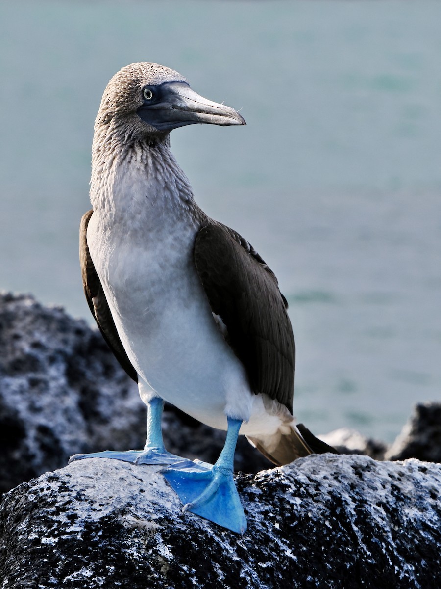 Fou à pieds bleus - ML616820164