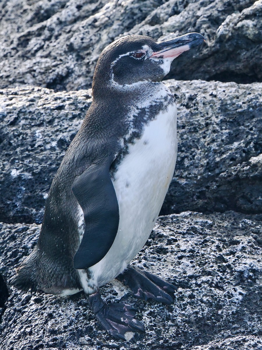 Галапагосский пингвин - ML616820171