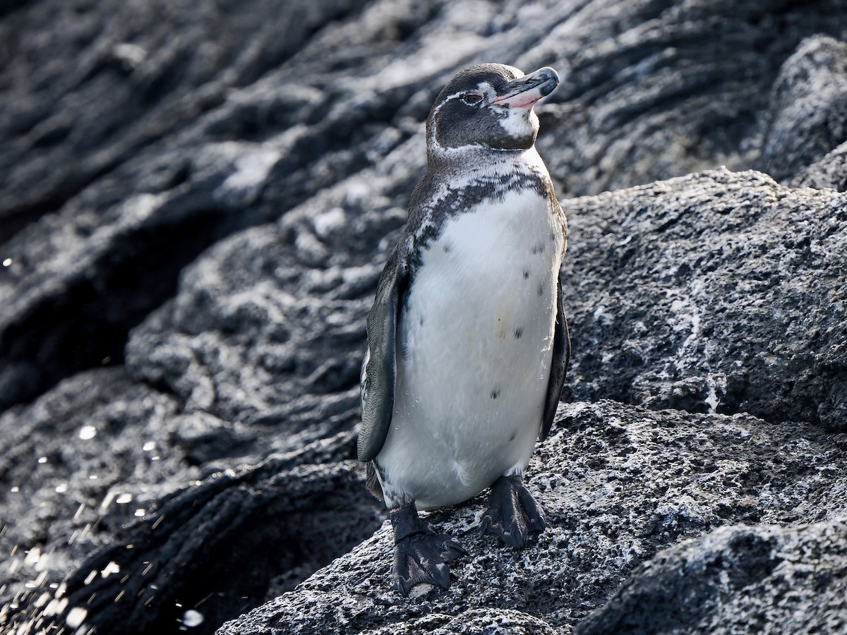 Галапагосский пингвин - ML616820172