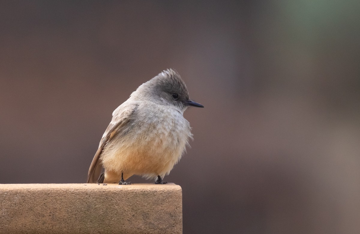 Say's Phoebe - ML616820183