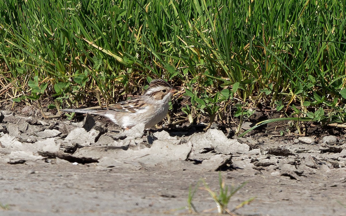Clay-colored Sparrow - ML616820188