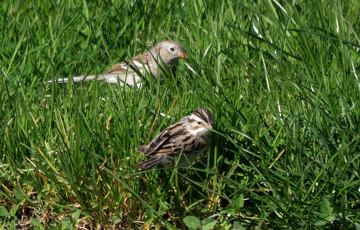 Clay-colored Sparrow - ML616820190