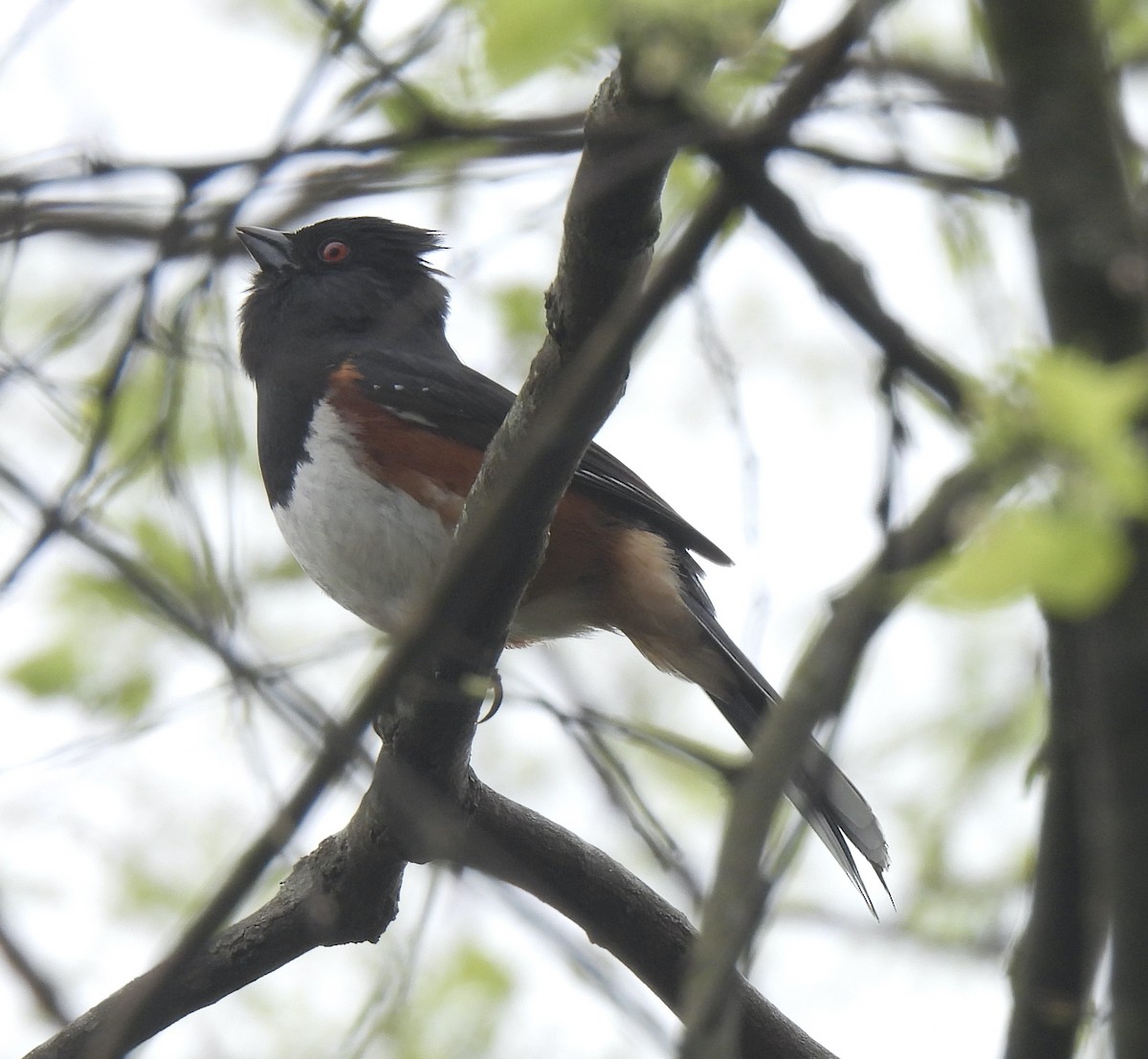 Eastern Towhee - ML616820192