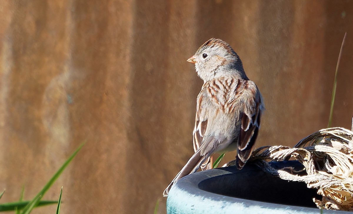 Field Sparrow - ML616820195