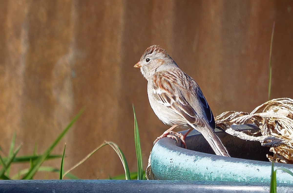 Field Sparrow - ML616820196