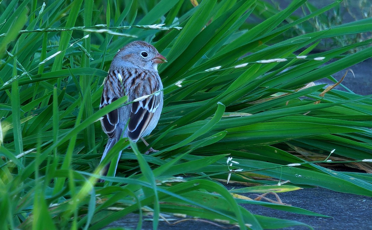 Field Sparrow - ML616820197