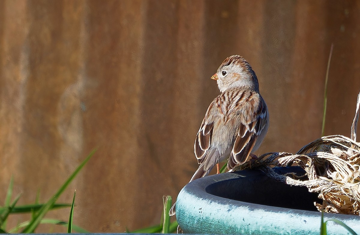 Field Sparrow - ML616820198