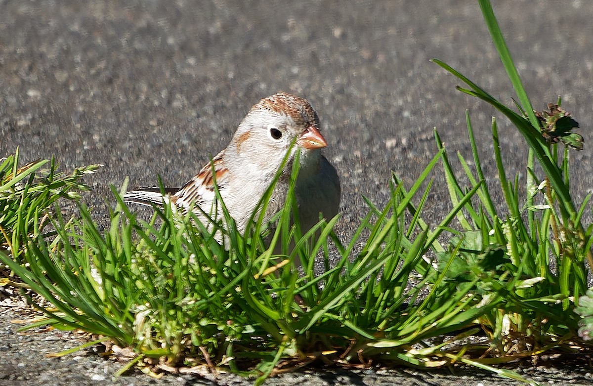 Field Sparrow - ML616820199