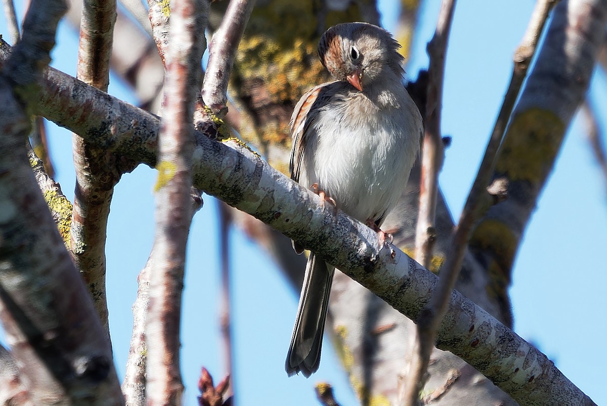 Field Sparrow - ML616820203