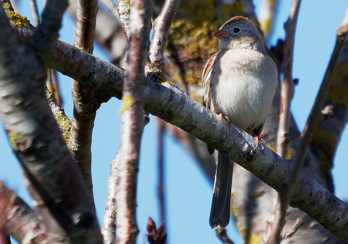 Field Sparrow - ML616820205