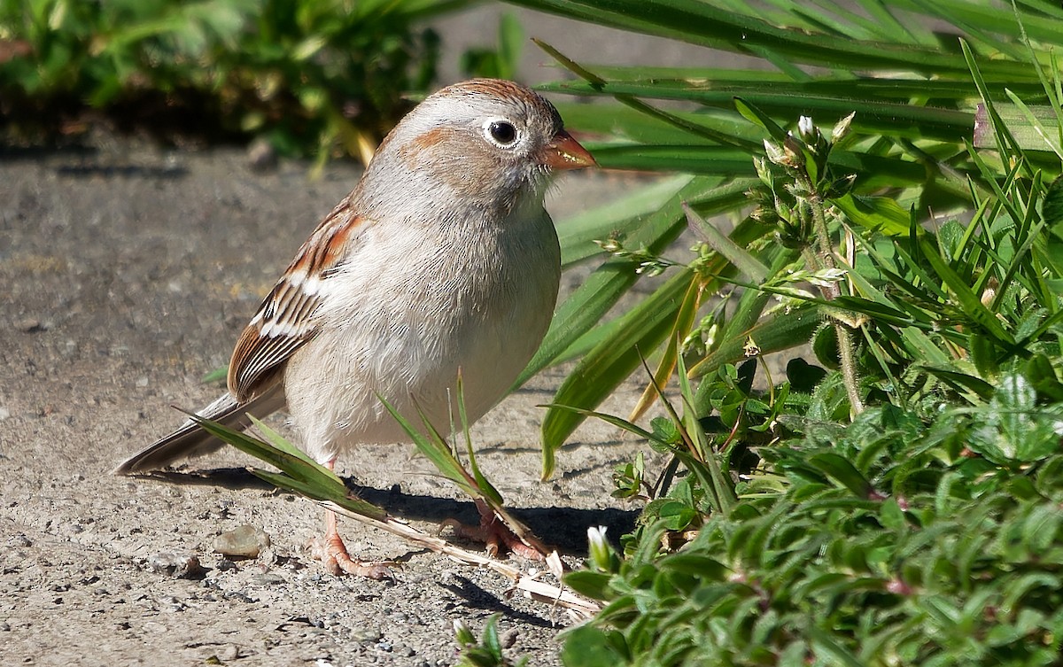 Field Sparrow - ML616820206