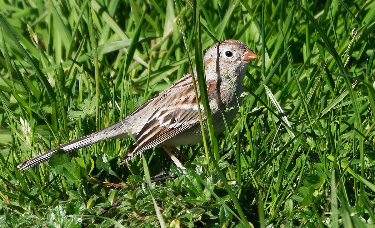 Field Sparrow - ML616820207