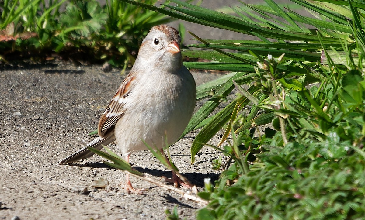 Field Sparrow - ML616820208