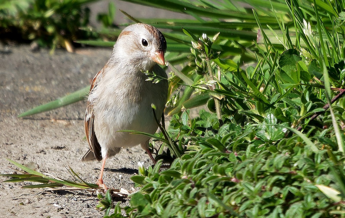 Field Sparrow - ML616820209