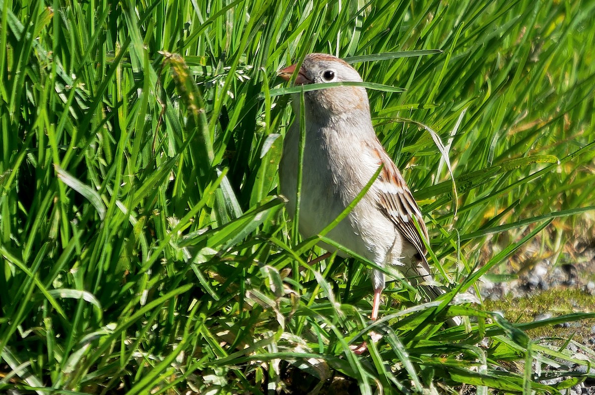 Field Sparrow - ML616820210