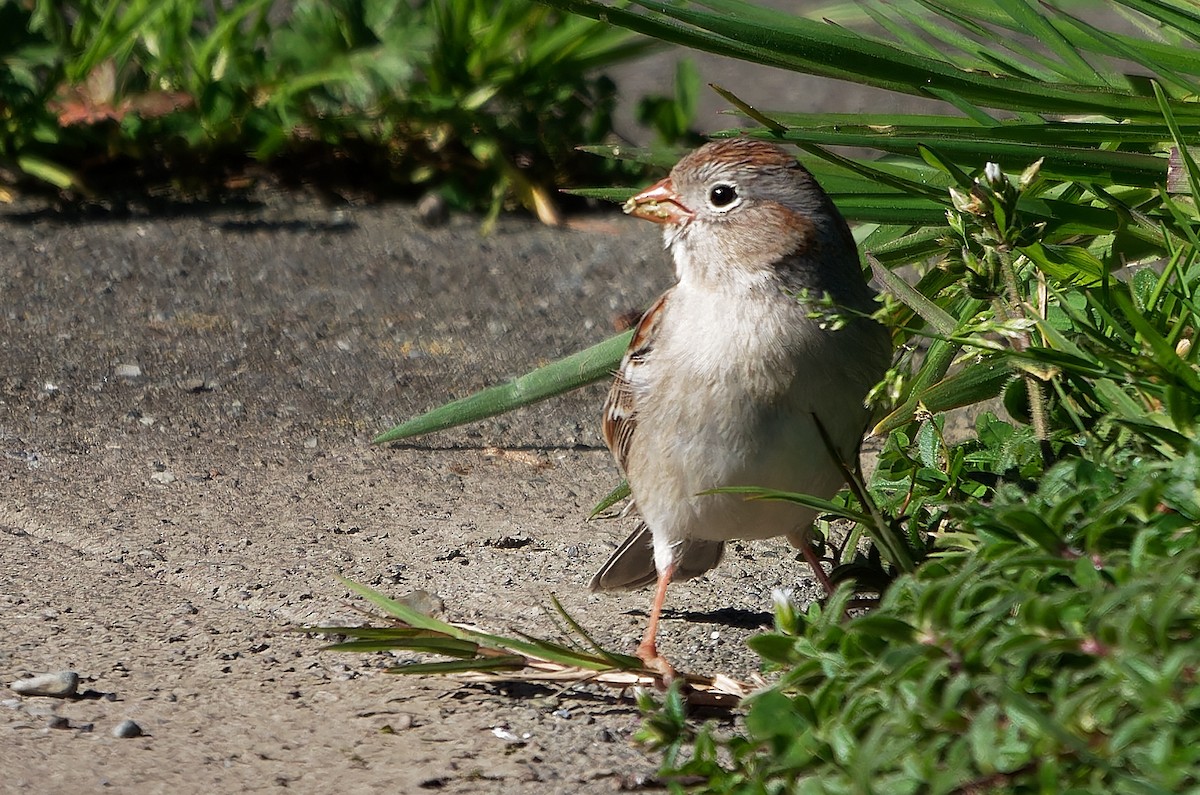 Field Sparrow - ML616820211