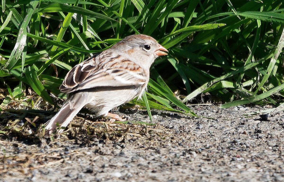 Field Sparrow - ML616820212