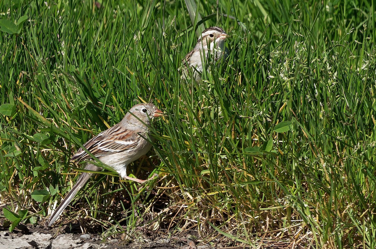 Field Sparrow - ML616820214