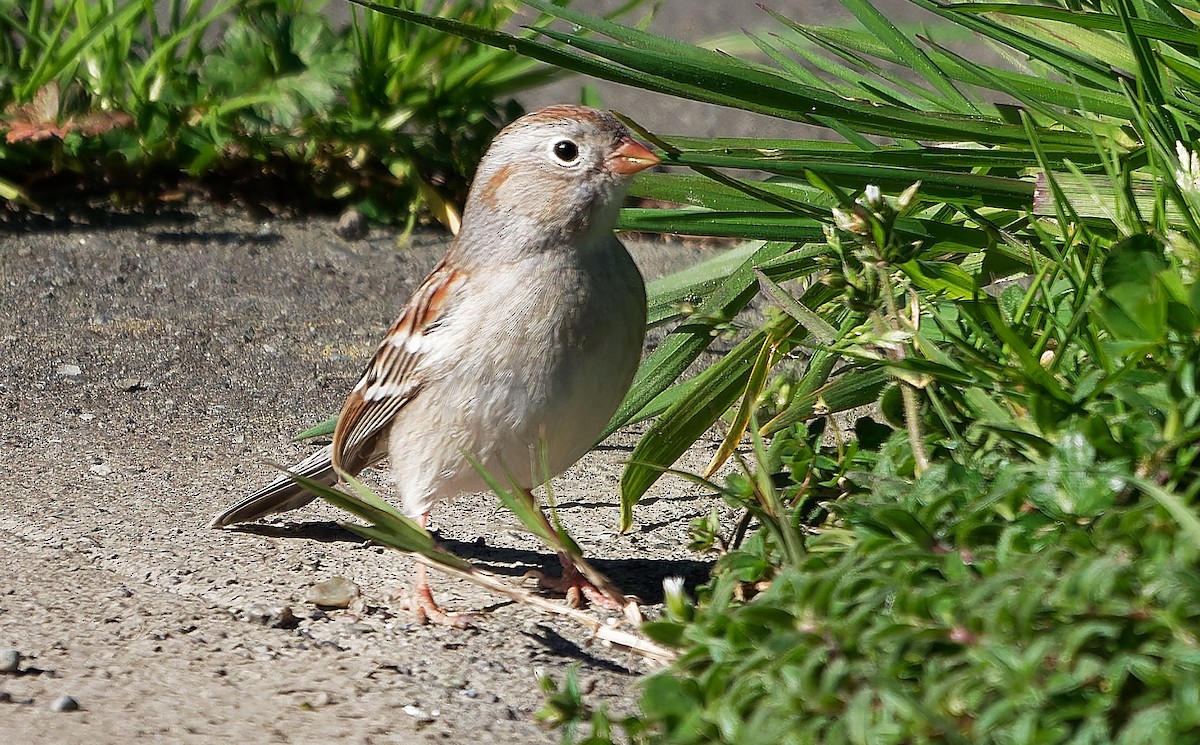 Field Sparrow - ML616820215