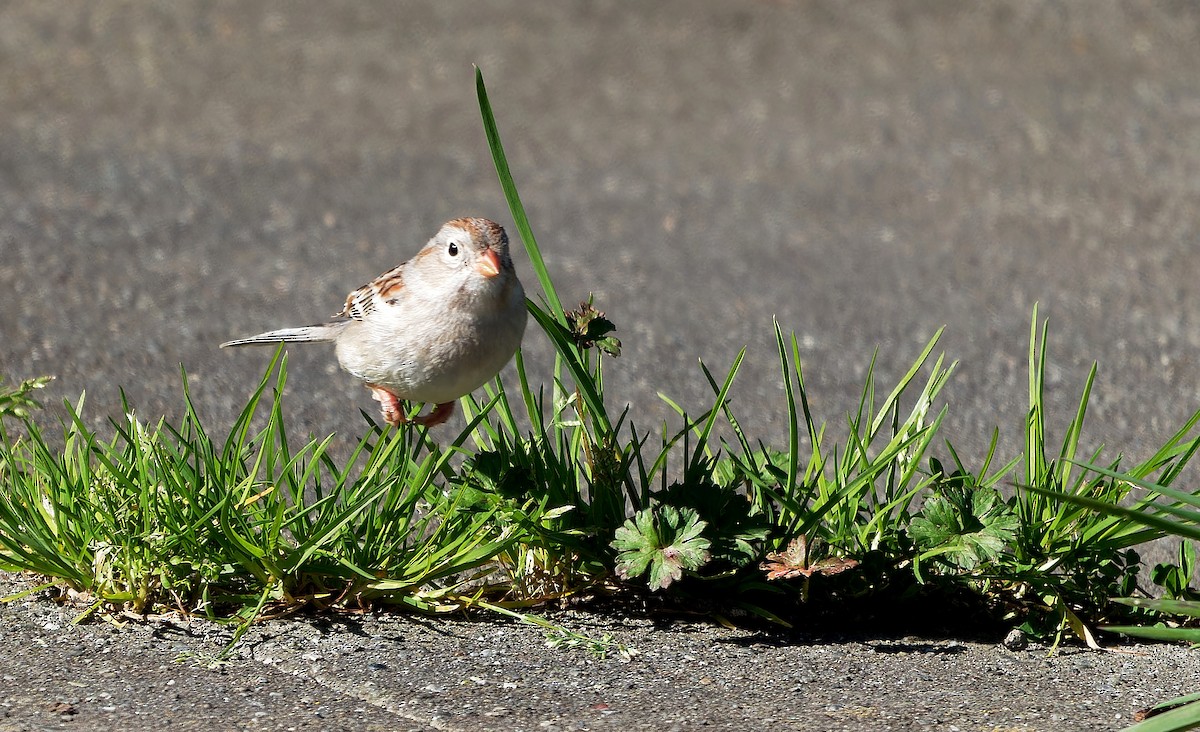 Field Sparrow - ML616820216