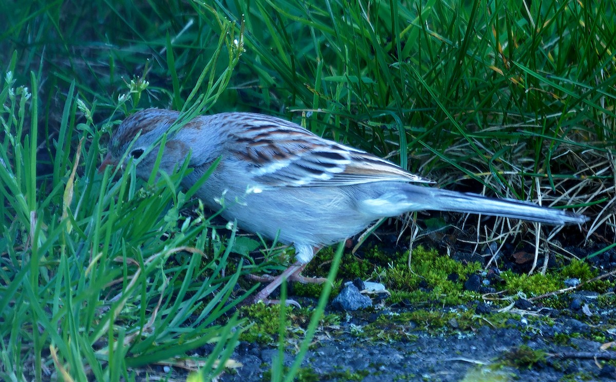 Field Sparrow - ML616820217