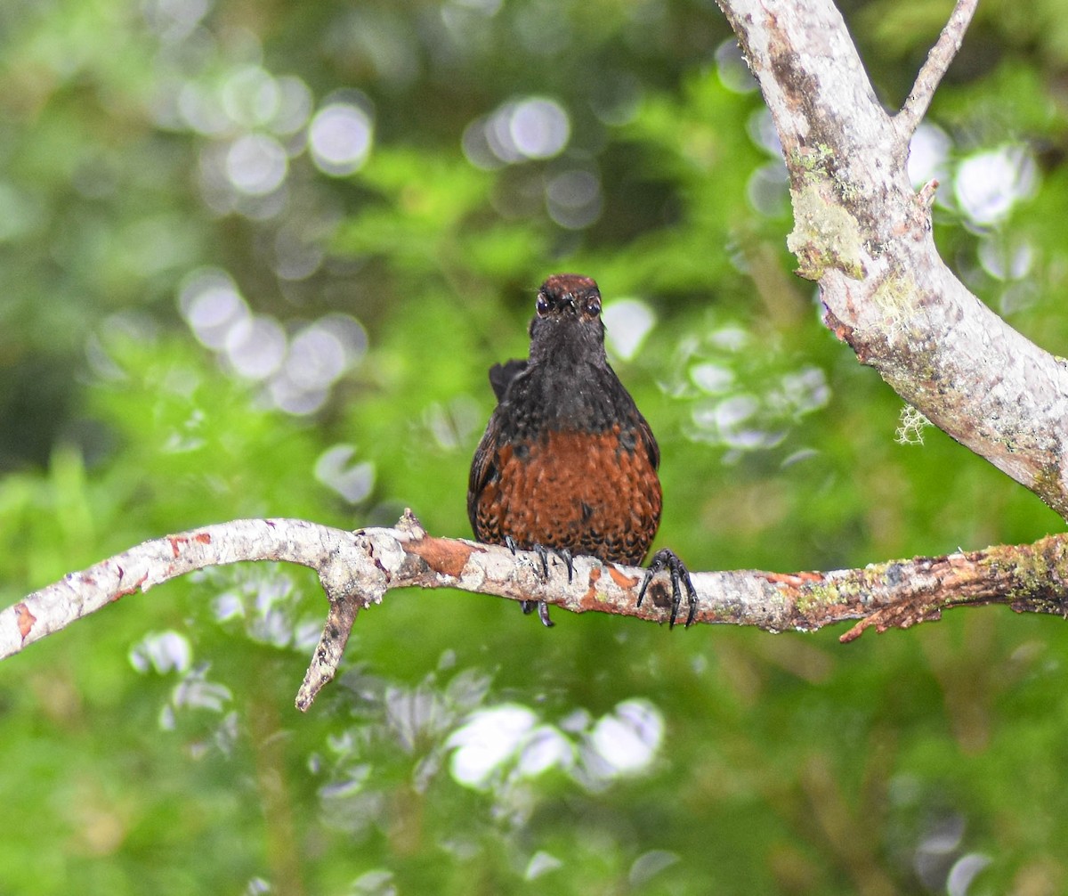 Black-throated Huet-huet - Eduardo Saldias Andahur