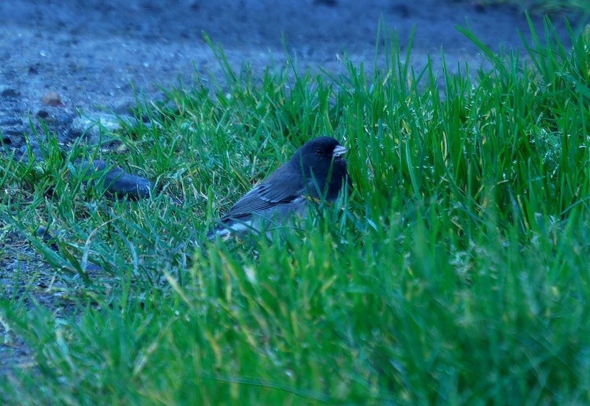 ユキヒメドリ（cismontanus） - ML616820232