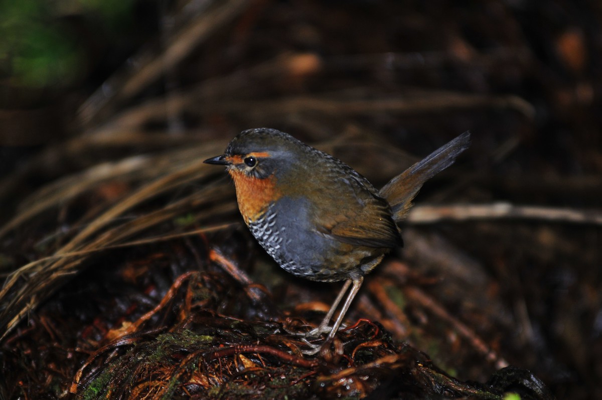 Chucao Tapaculo - Eduardo Saldias Andahur