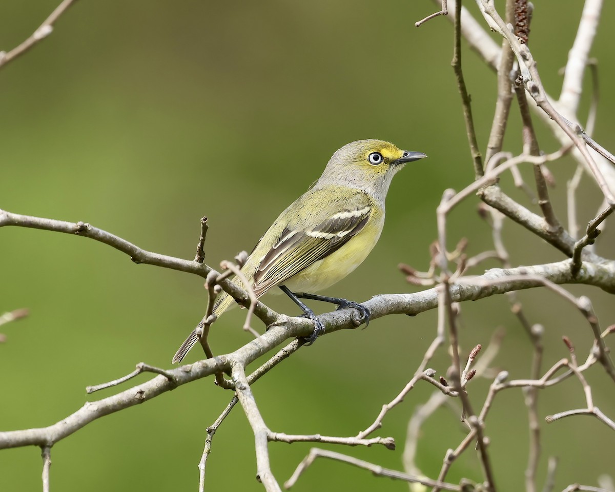 White-eyed Vireo - ML616820285