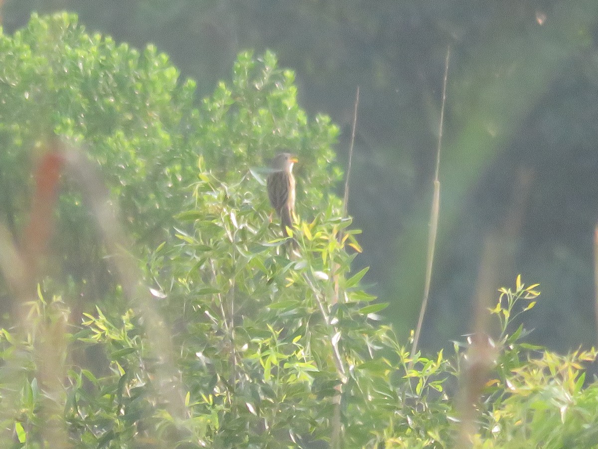 Wedge-tailed Grass-Finch - ML616820312