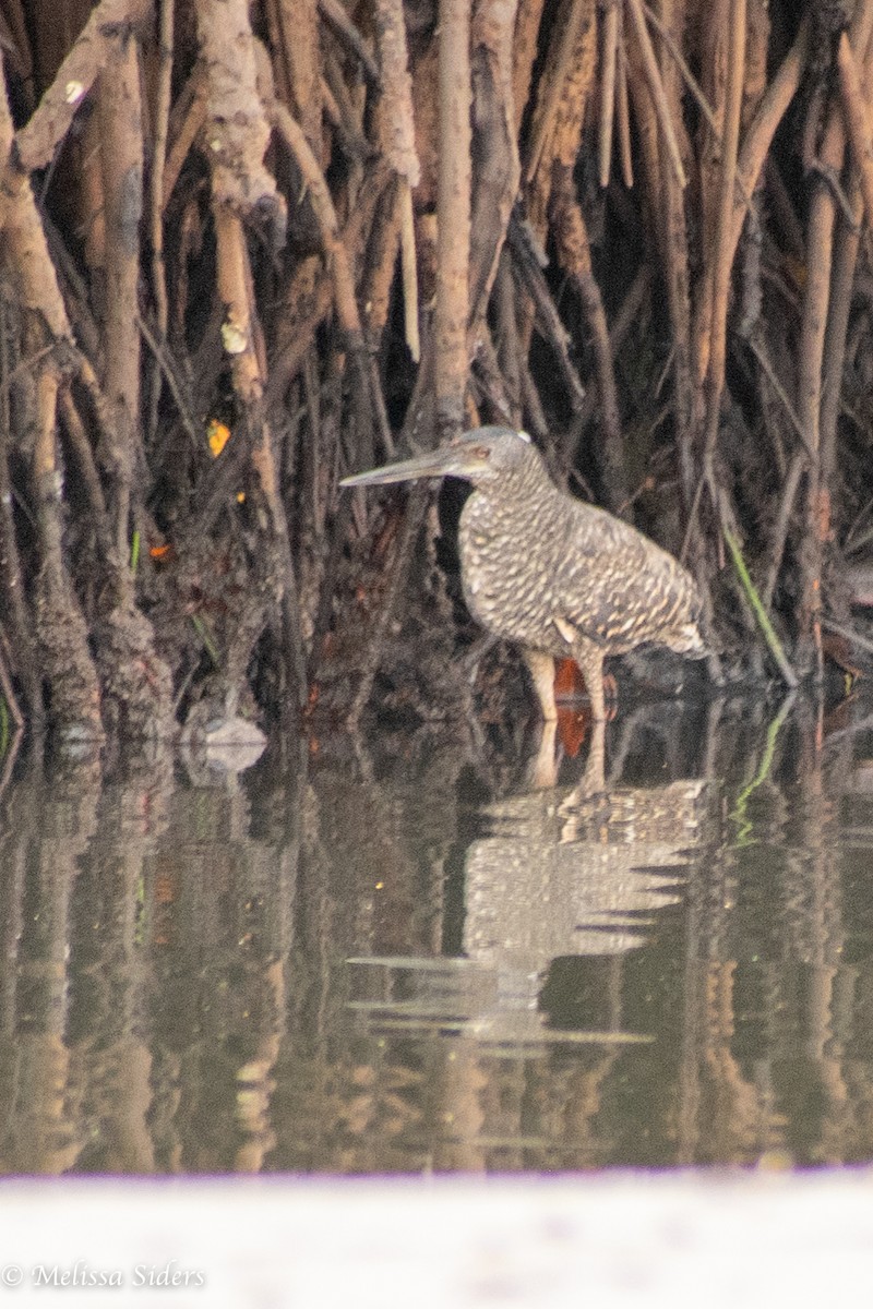 White-crested Tiger-Heron - Melissa Siders