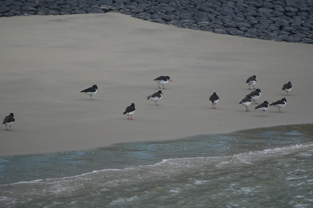 Eurasian Oystercatcher - Michael Walter