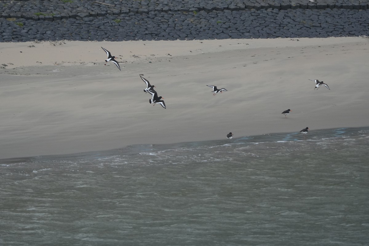 Eurasian Oystercatcher - Michael Walter