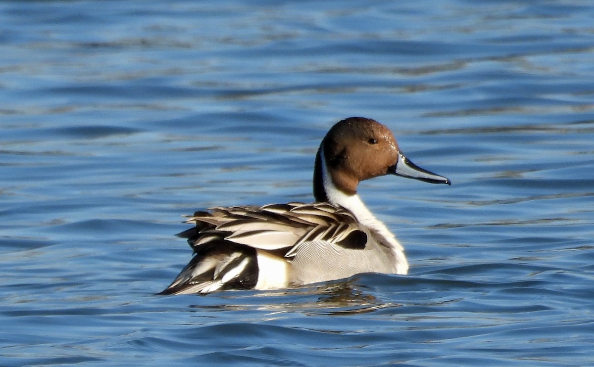 Northern Pintail - ML616820421