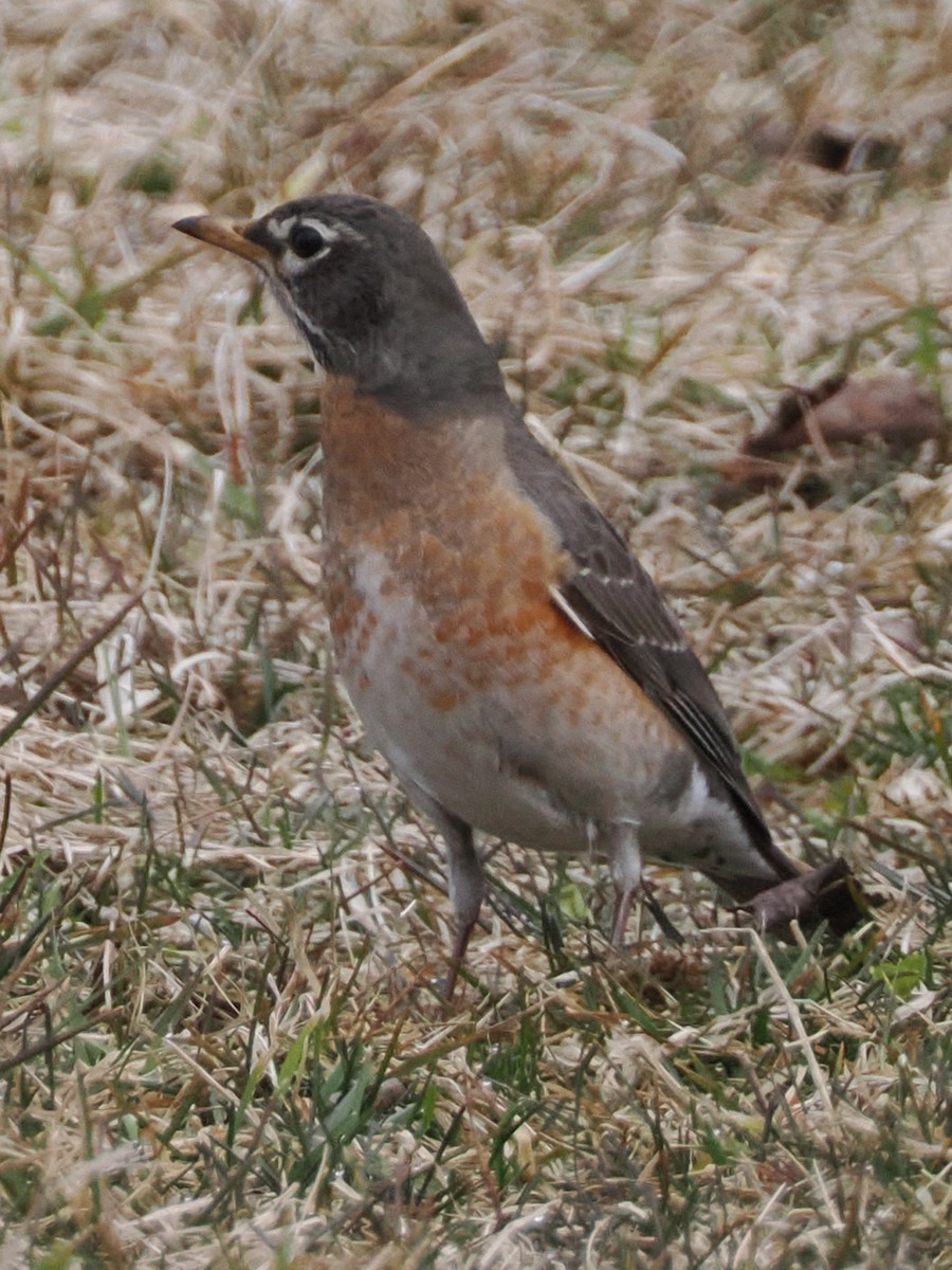 American Robin - ML616820428