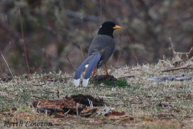 Yellow-billed Blue-Magpie - Keith Cowton