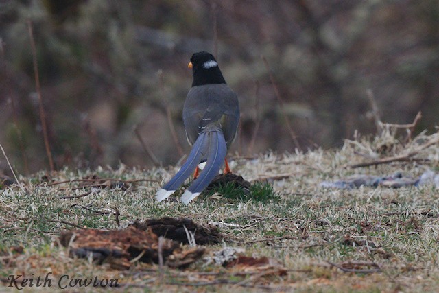 Yellow-billed Blue-Magpie - Keith Cowton