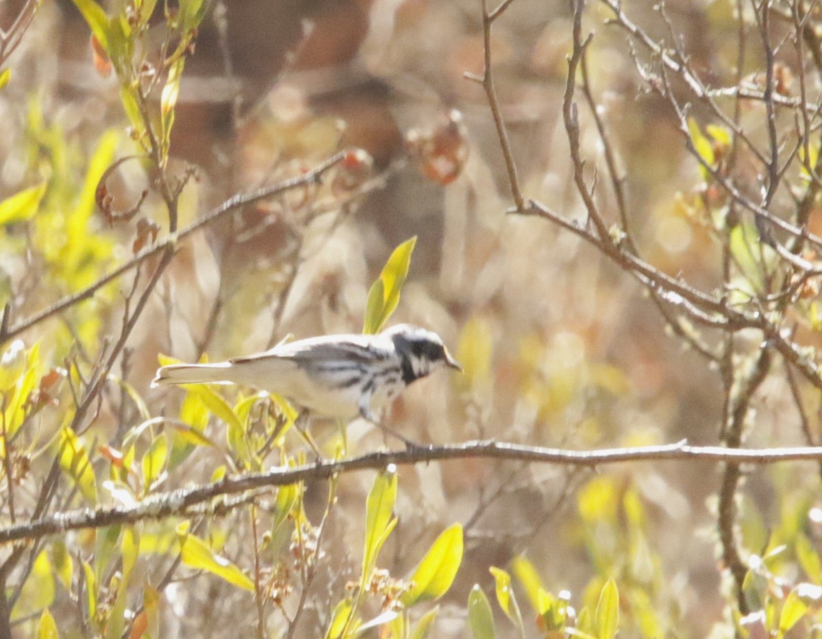 Black-throated Gray Warbler - ML616820501