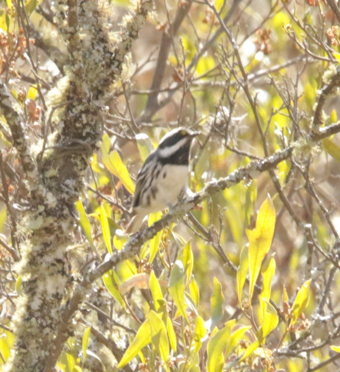 Black-throated Gray Warbler - ML616820503