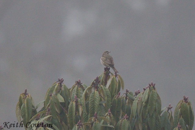 Olive-backed Pipit - ML616820506