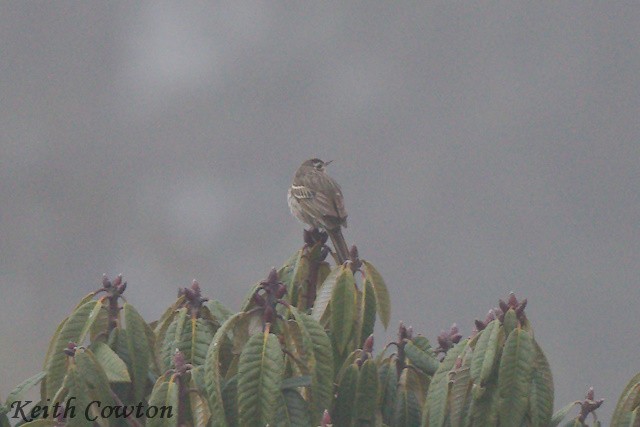 Olive-backed Pipit - ML616820507