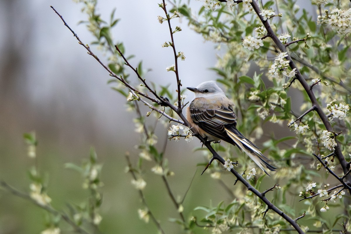 Scissor-tailed Flycatcher - Andrew Lin