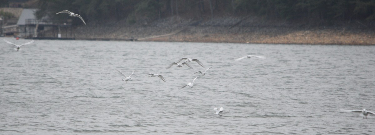 Bonaparte's Gull - ML616820605