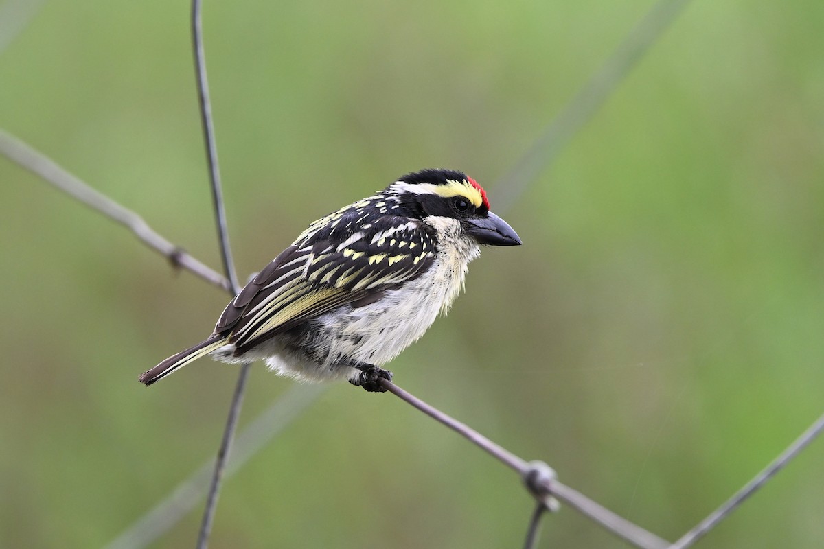 Red-fronted Barbet - ML616820623