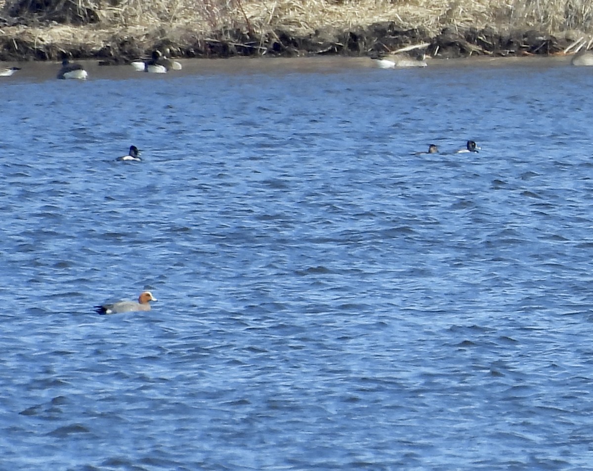 Eurasian Wigeon - ML616820624