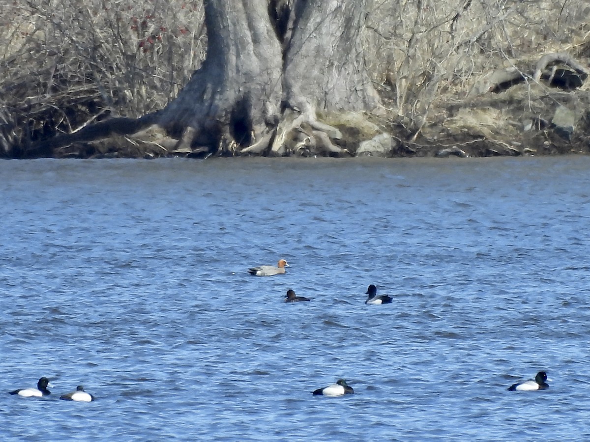 Eurasian Wigeon - ML616820625